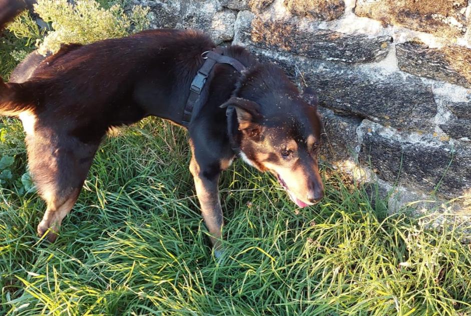 Fundmeldung Hund rassenmischung Männliche Saint-Nazaire Frankreich