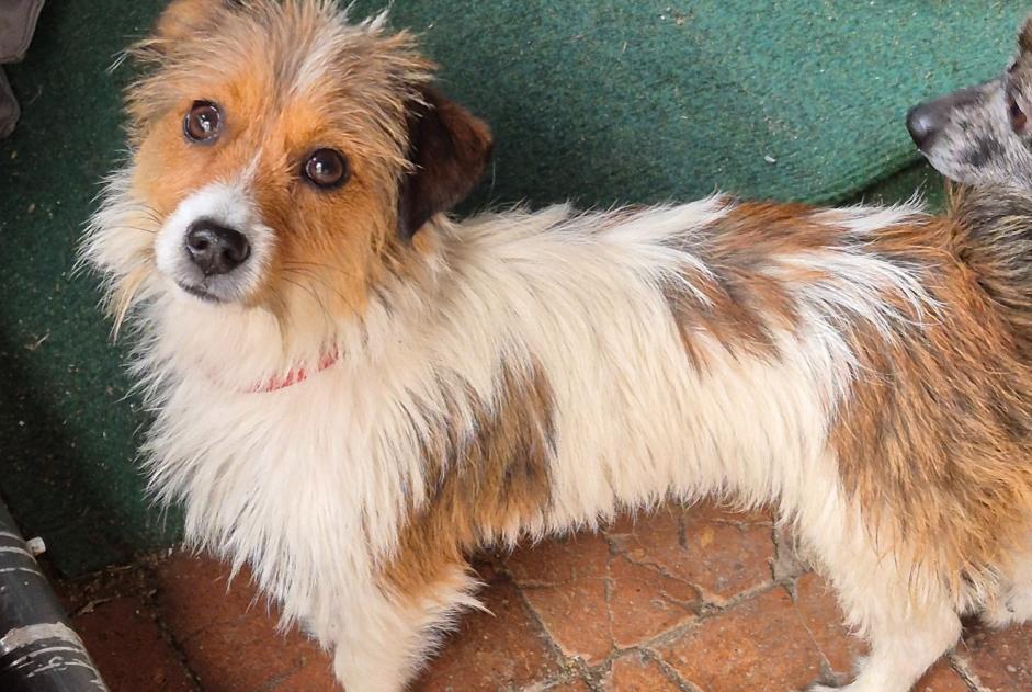 Fundmeldung Hund Männliche Saint-Brisson-sur-Loire Frankreich