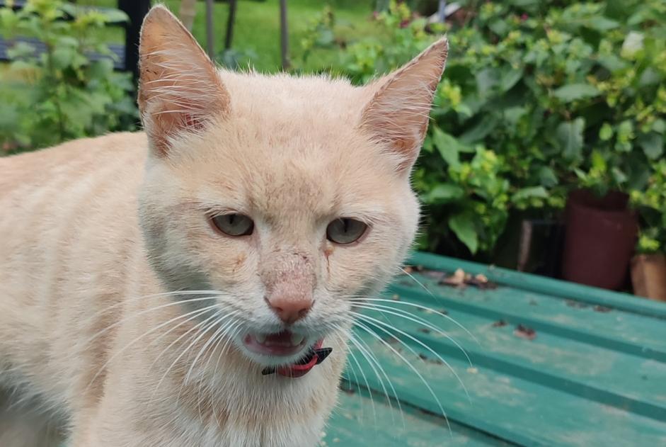 Fundmeldung Katze rassenmischung Unbekannt Malville Frankreich