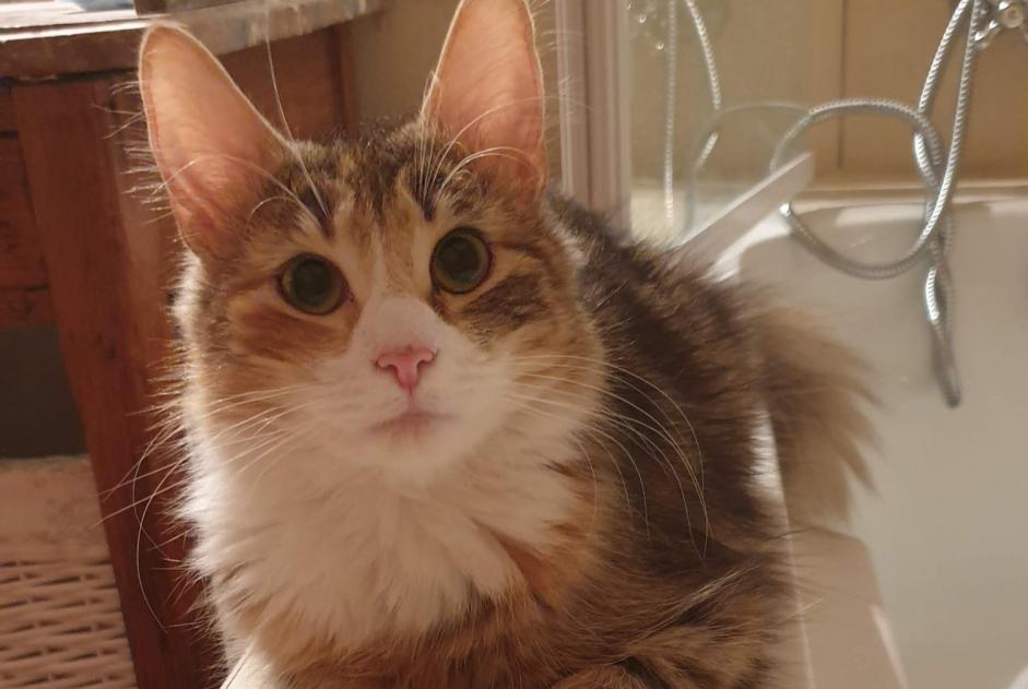 Disappearance alert Cat  Female , 5 years Grigny France