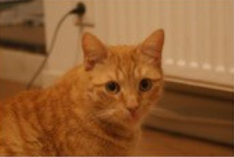 Disappearance alert Cat Male , 3 years Lille France