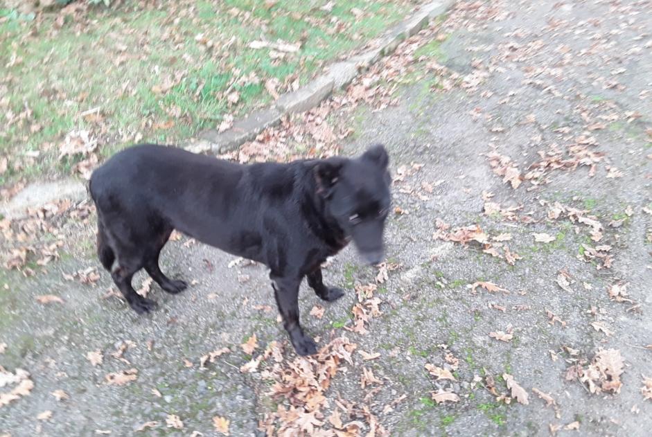 Discovery alert Dog miscegenation Unknown Nort-sur-Erdre France