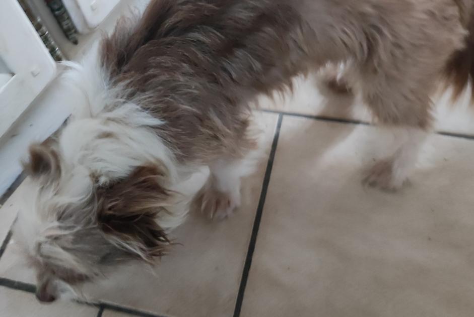 Discovery alert Dog  Male Saint-Romain France