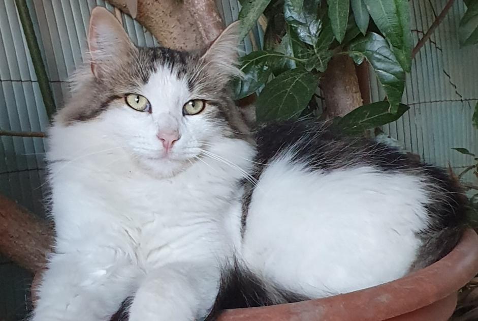 Alerte Disparition Chat Mâle , 2 ans Mouriès France