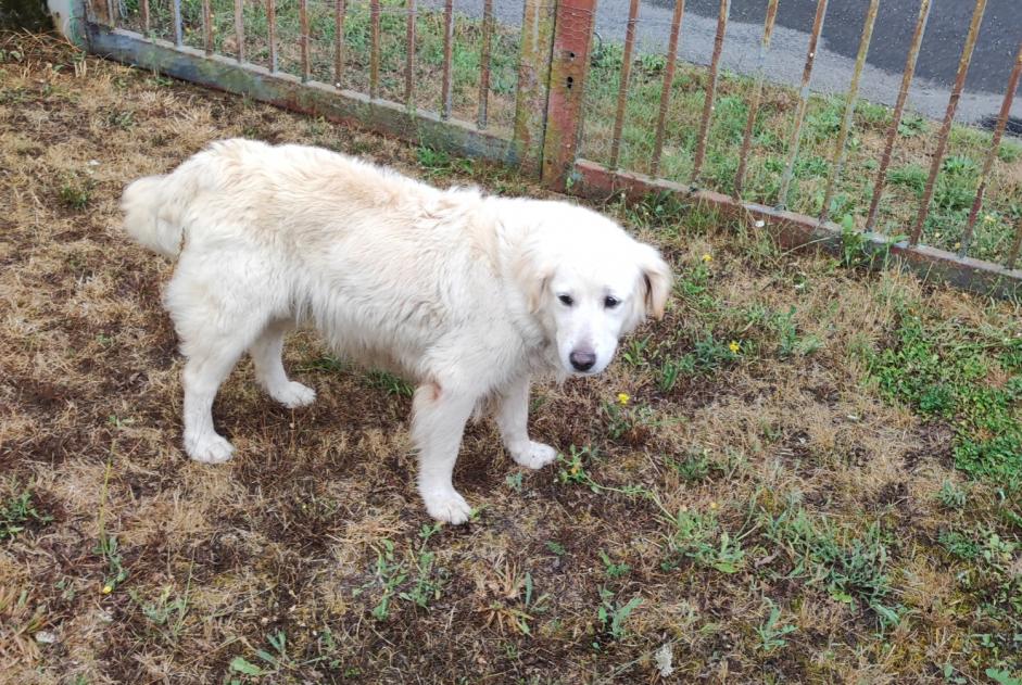 Alerte Découverte Chien Femelle Saint-Romain France