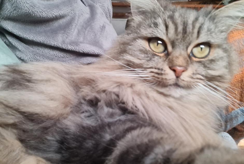 Avviso scomparsa Gatto Femmina , 9 anni Montargis Francia