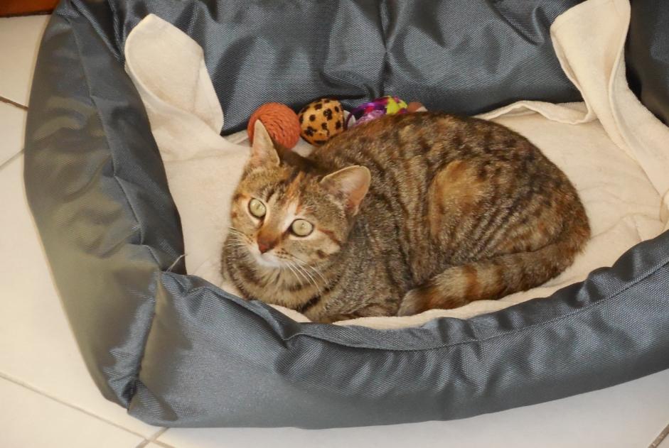 Avviso scomparsa Gatto  Femmina , 7 anni Faches-Thumesnil Francia