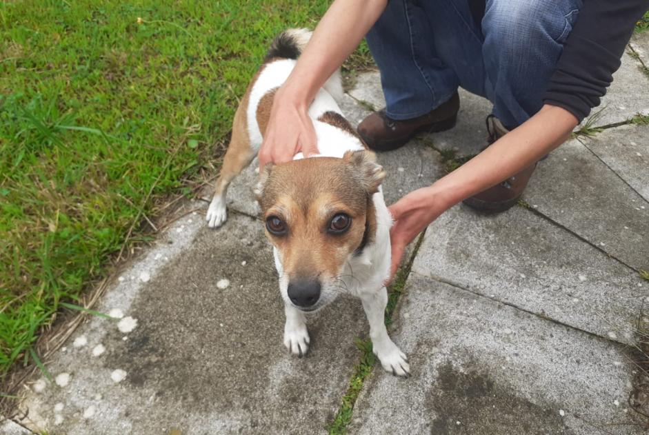 Ontdekkingsalarm Hond rassenvermenging Mannetje Saint-André-de-Seignanx Frankrijk