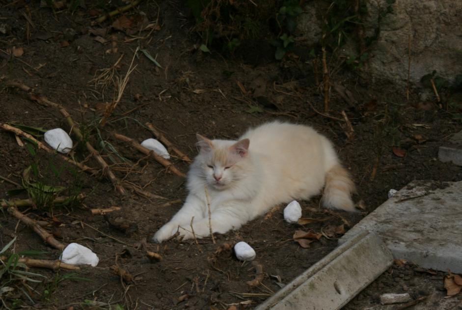 Verdwijningsalarm Kat  Mannetje , 7 jaar Nantes Frankrijk