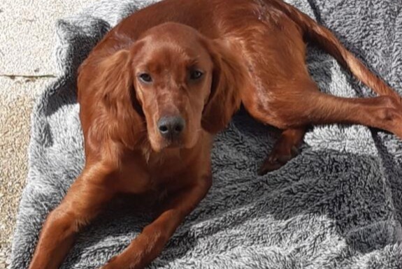 Alerta desaparecimento Cão  Fêmea , 1 anos La Bernerie-en-Retz France