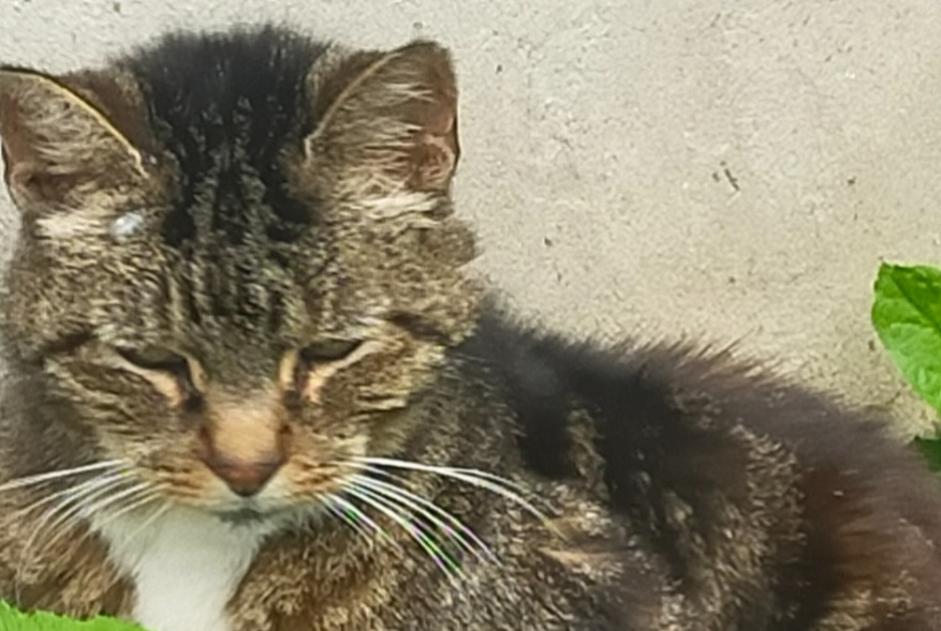 Alerta descoberta Gato cruzamento Fêmea Guillaucourt France